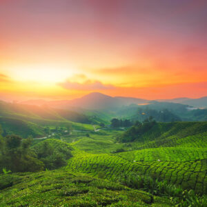 Meditation: Wurzelkraft und Standfestigkeit